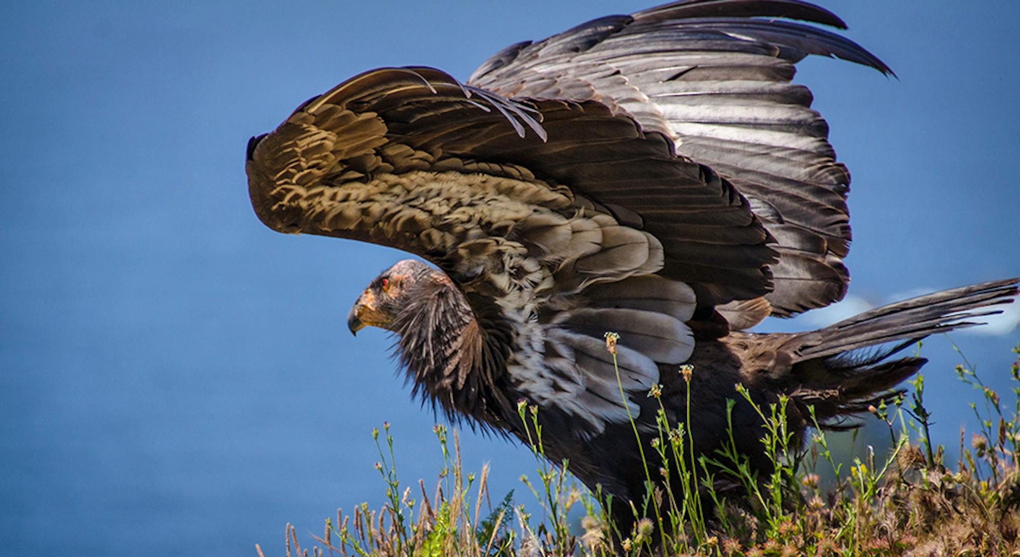 California Condor