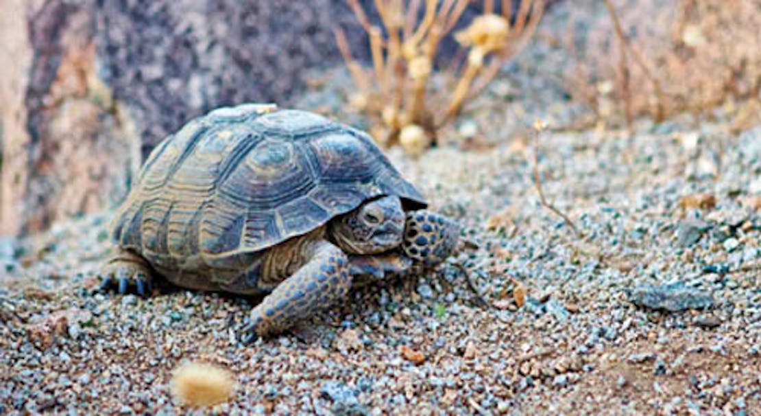 Desert Tortoise