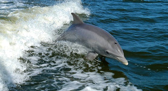 Dolphin