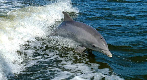 Dolphin