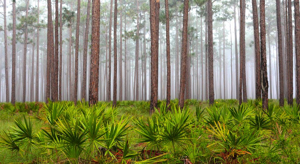 Florida Panhandle (Apalachicola National Forest), © Julie Tew