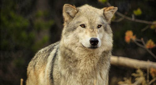 Gray Wolf