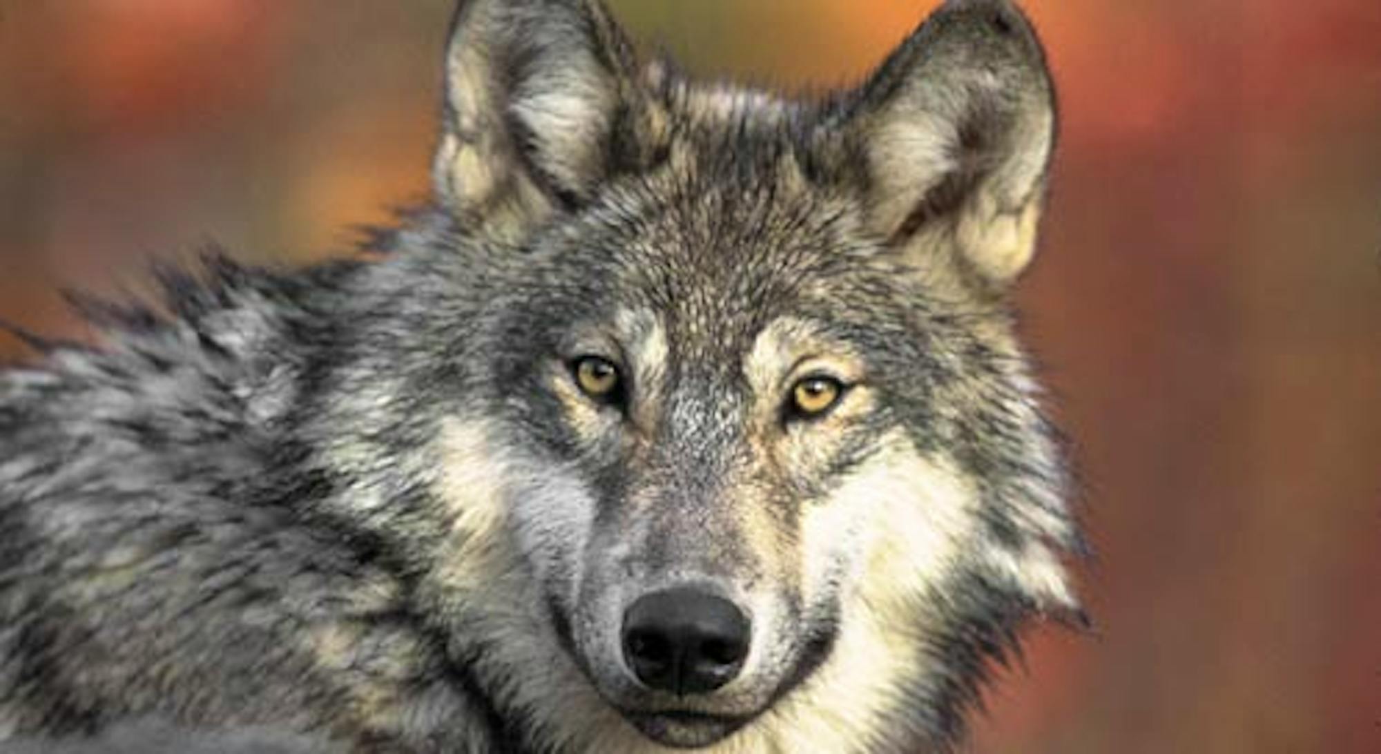 gray wolf