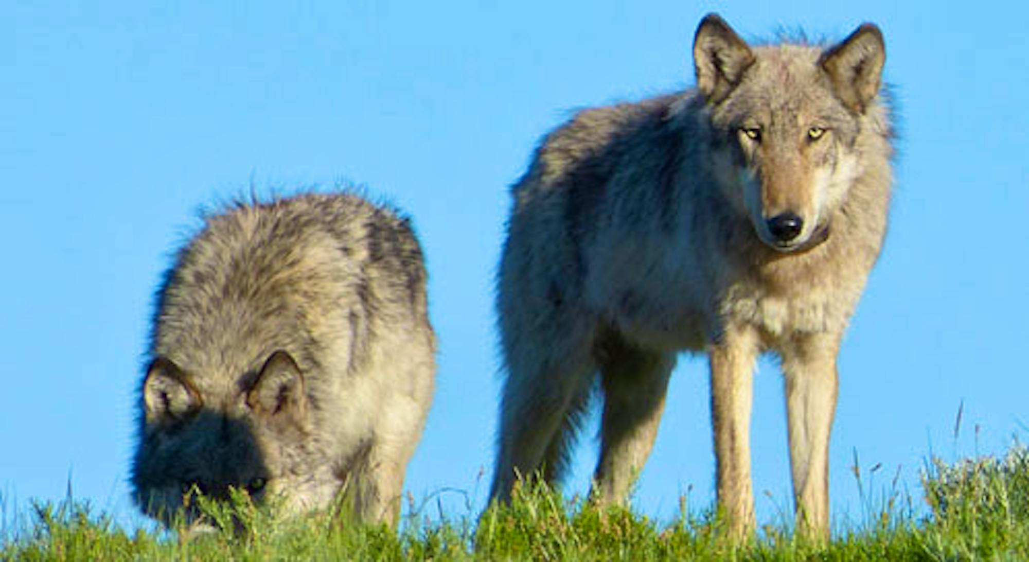 Gray wolves, © Jeffrey Vest