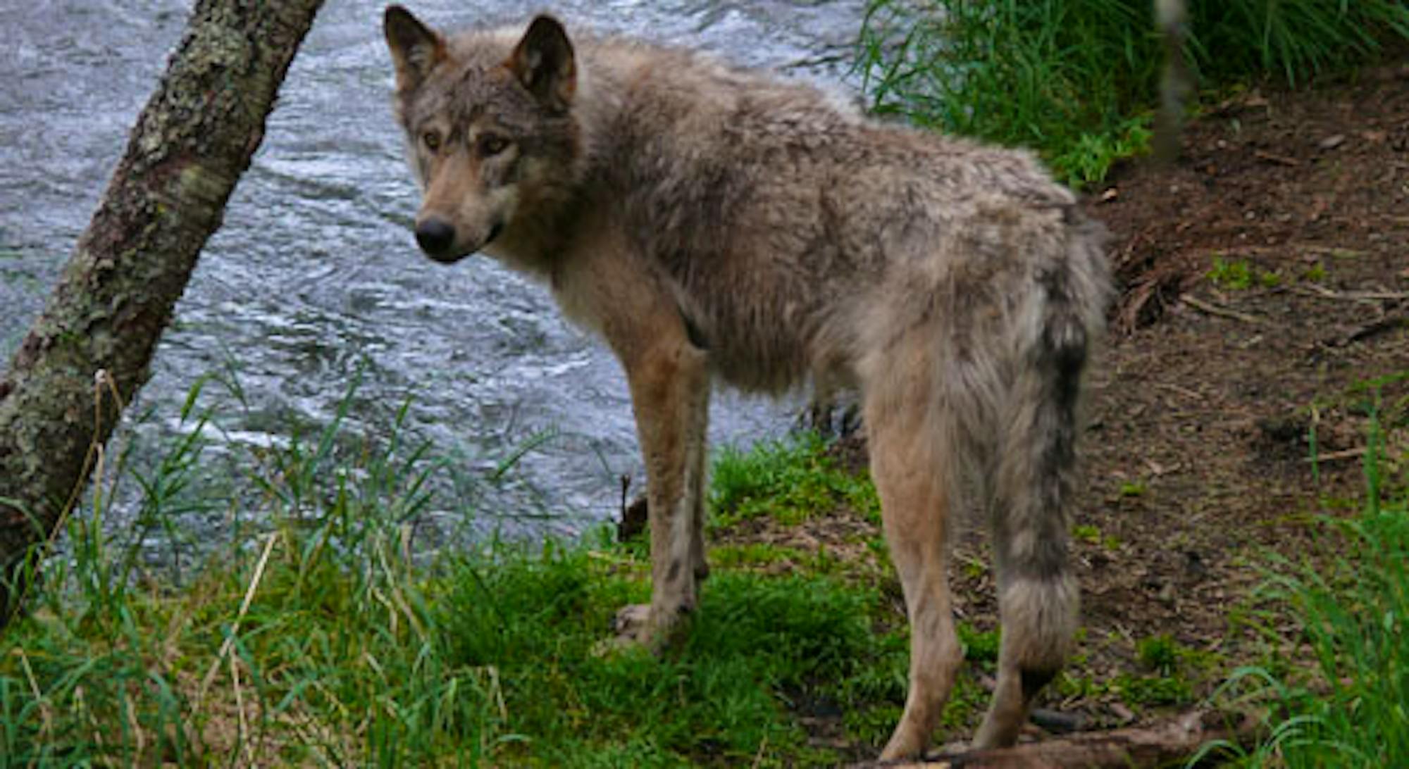 Gray wolf, © Peter Thiemann