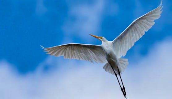 Great Egret © Louis Shackleton