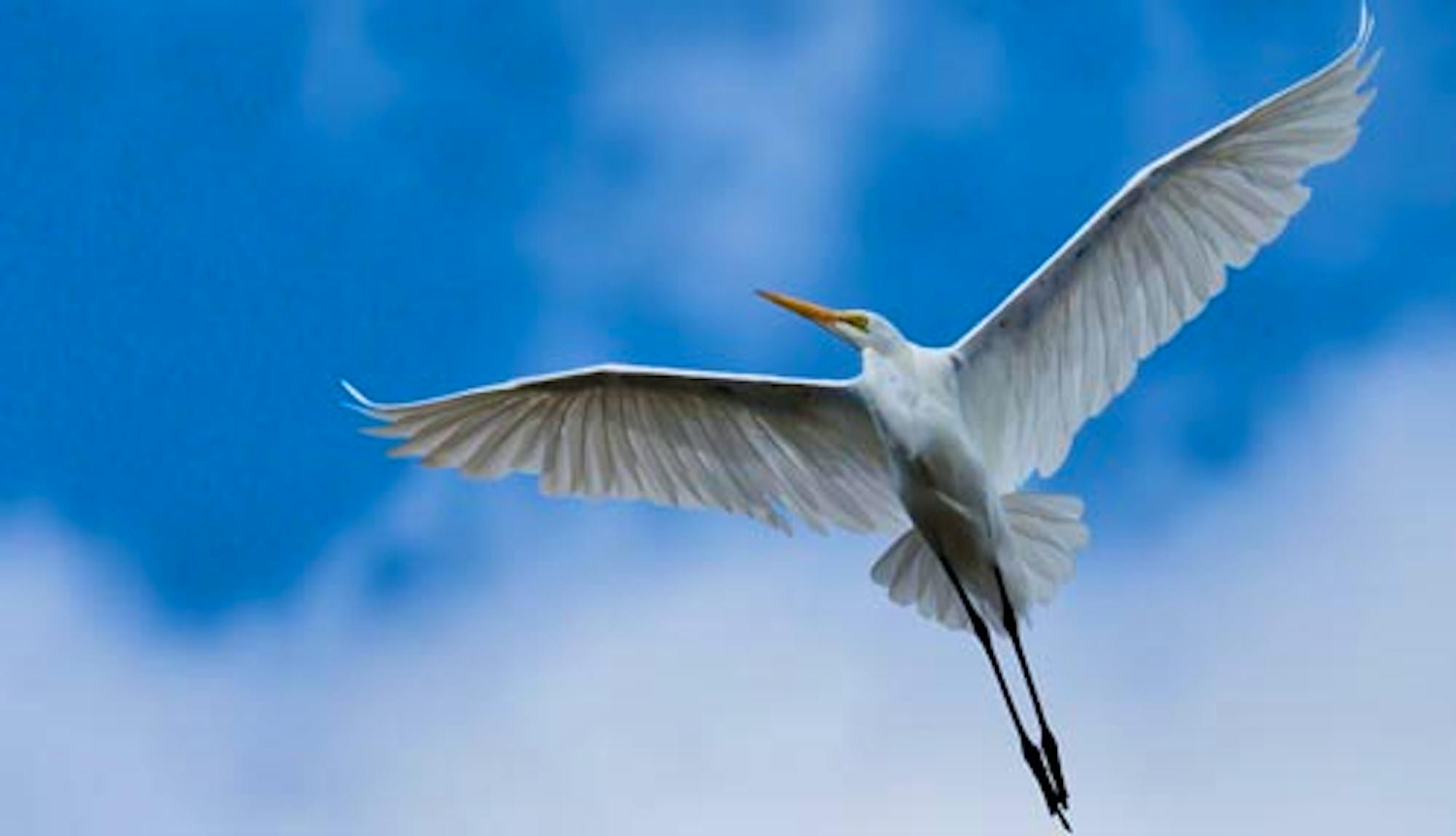 Great Egret © Louis Shackleton