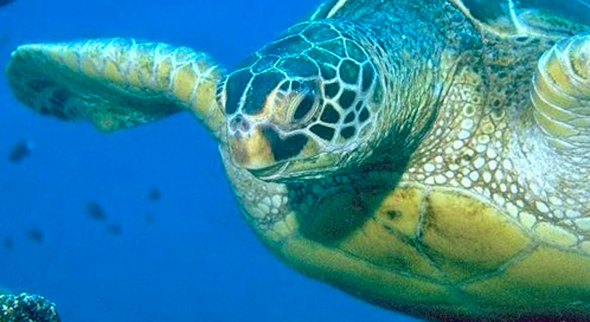 Green Sea Turtle