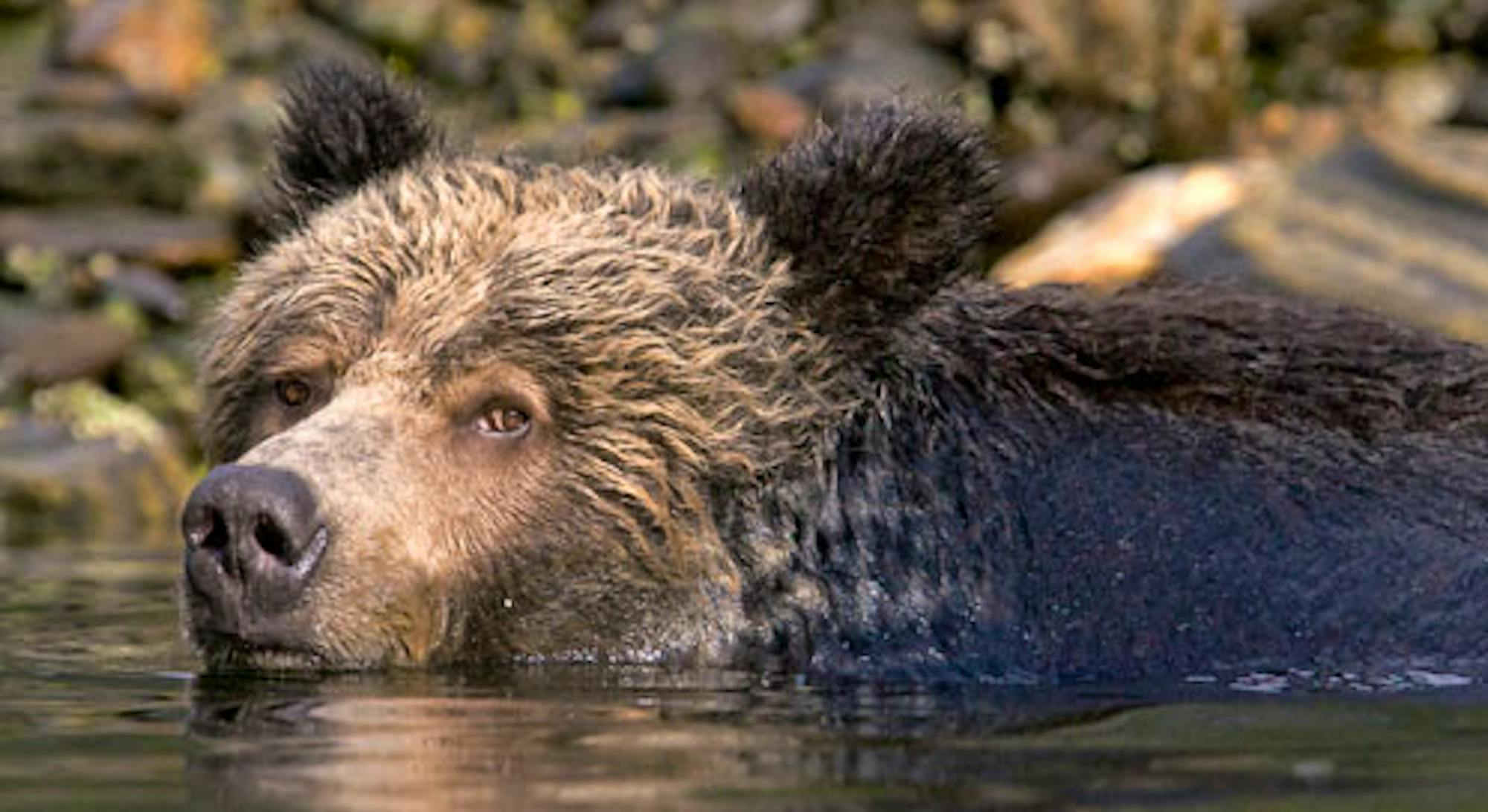 Grizzly Bear, © Ray Rafiti