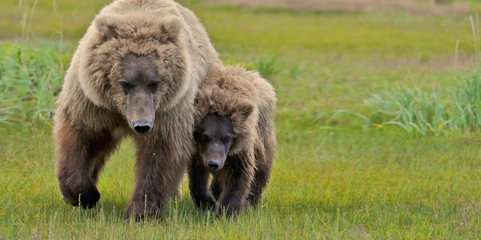 Grizzly with cub, © Natalie Shuttleworth