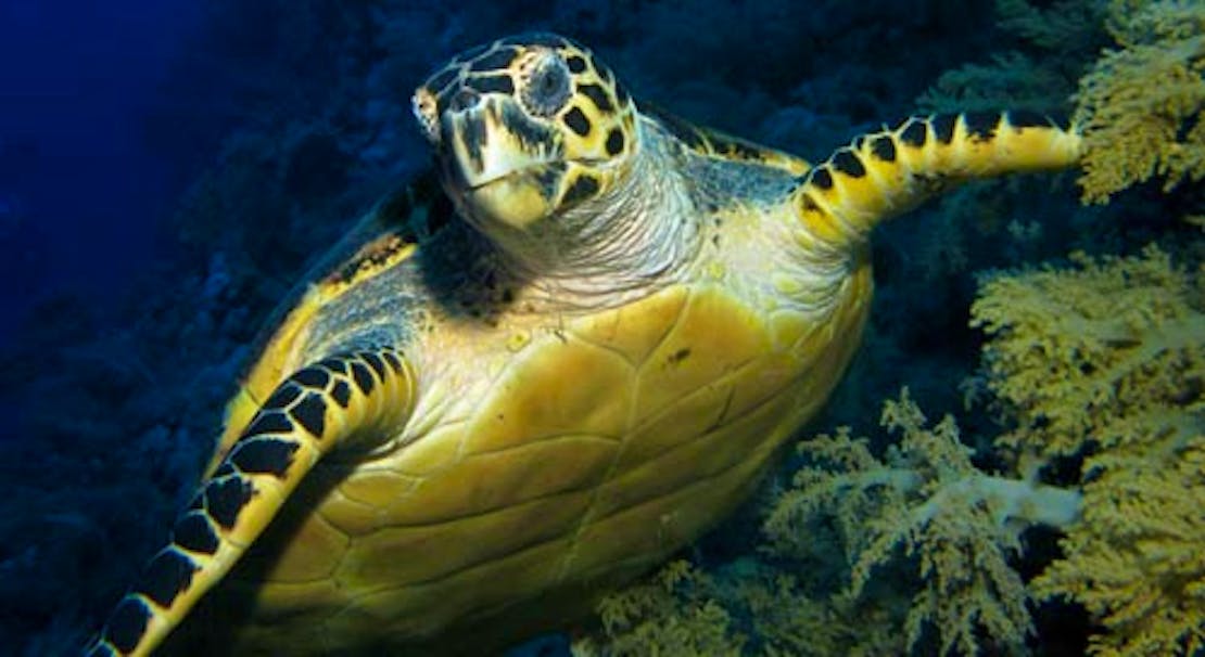 hawksbill sea turtle