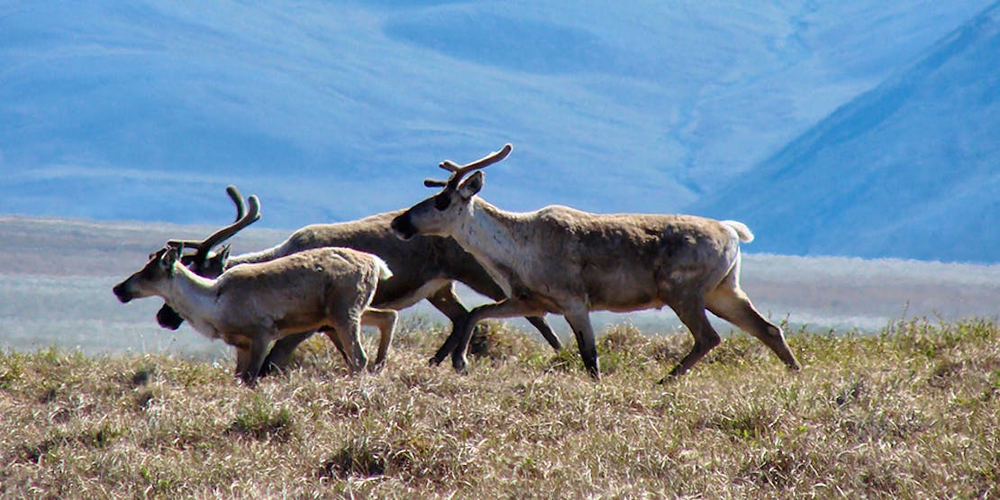 hero-image-caribou-migration-janet-cerretani2 hero-image-caribou-migration-janet-cerretani2