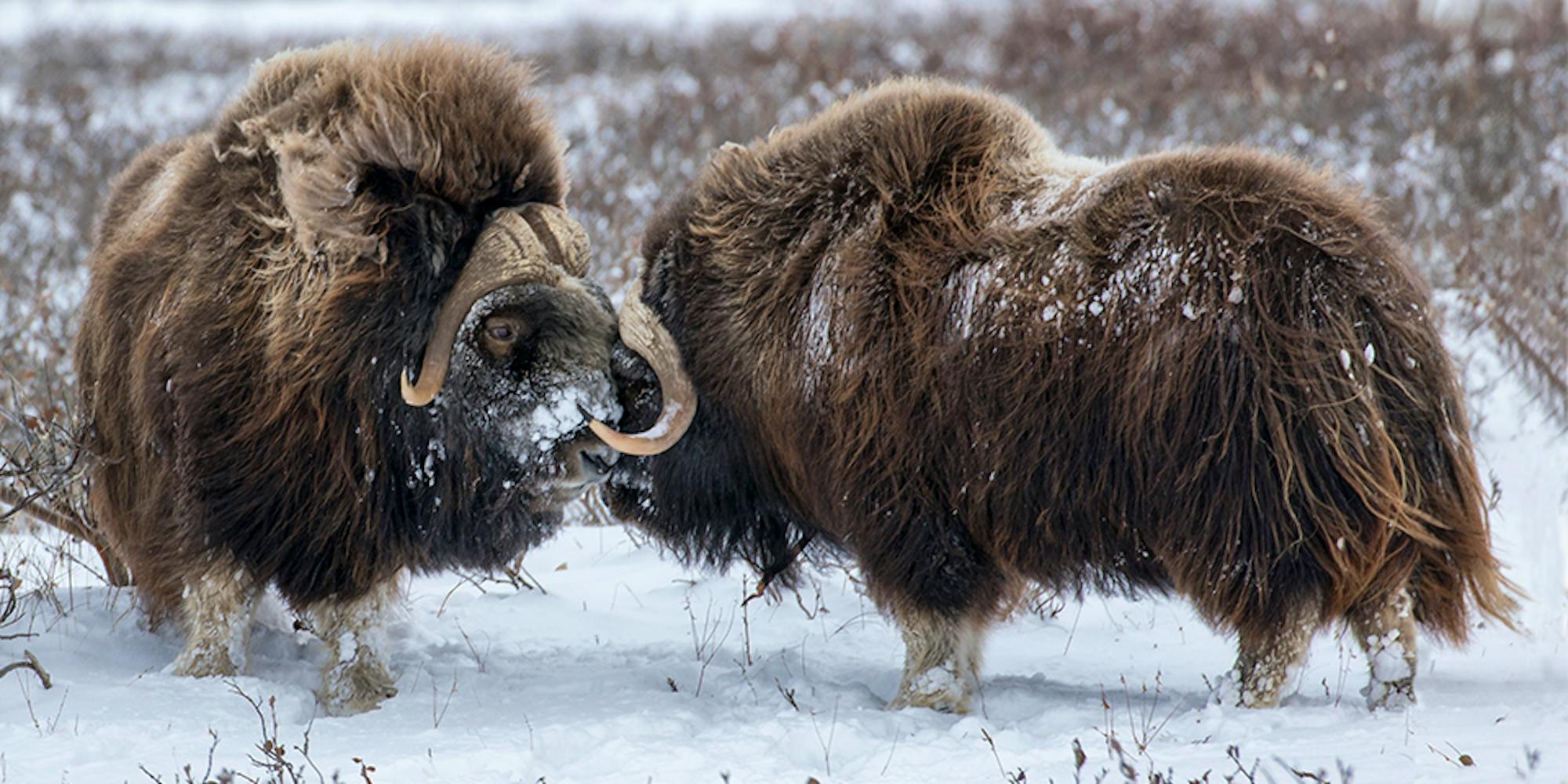 hero-image-muskoxen-arcticrefuge-Cheryl-Strahl
