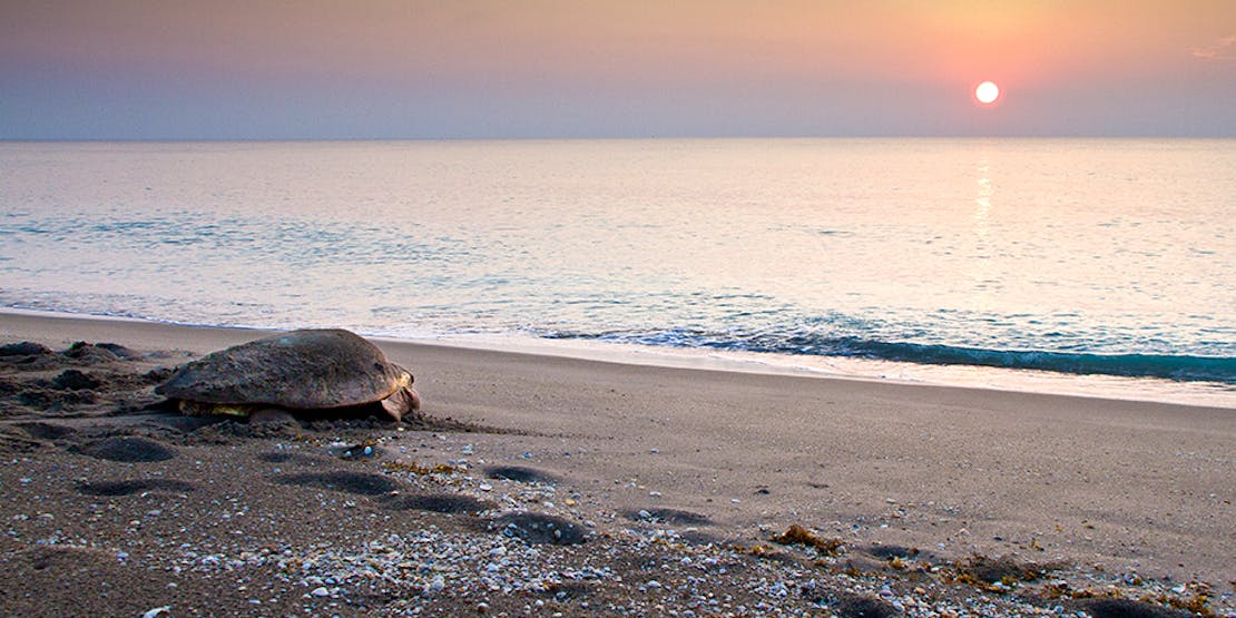 hero-image-sea-turtle-offshore-drilling-susan-pantuso