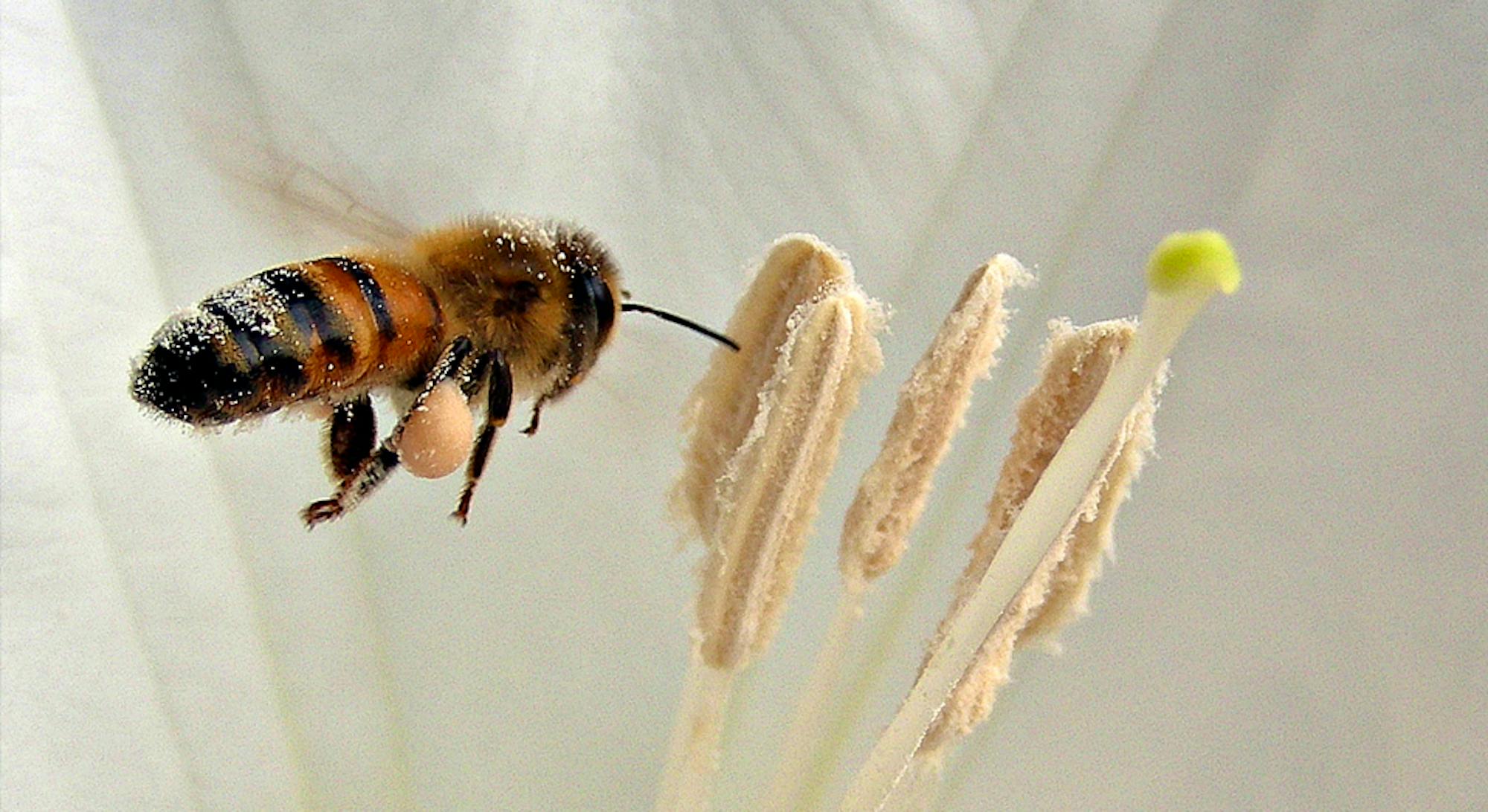 honeybee