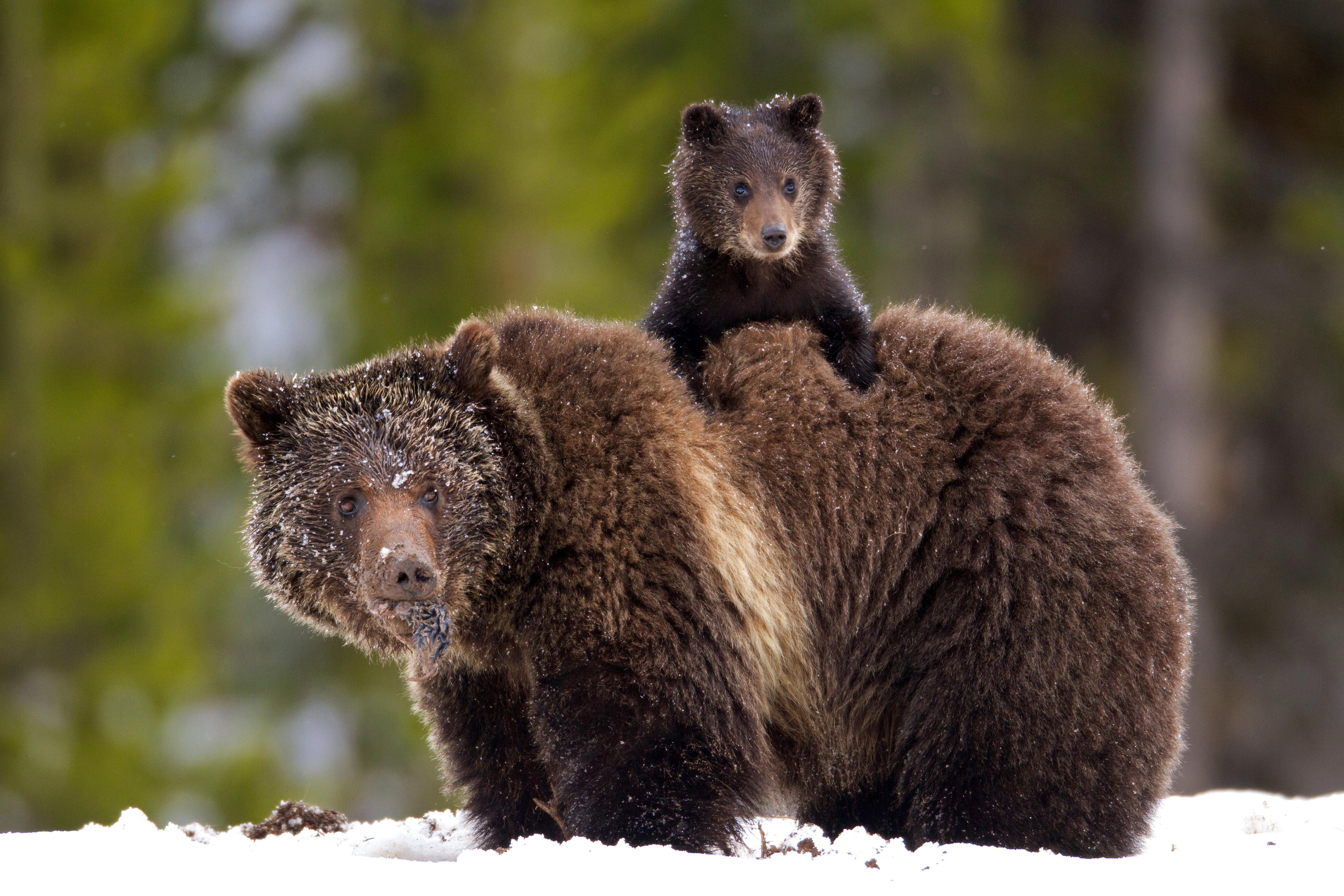 james yule_grizzly bear