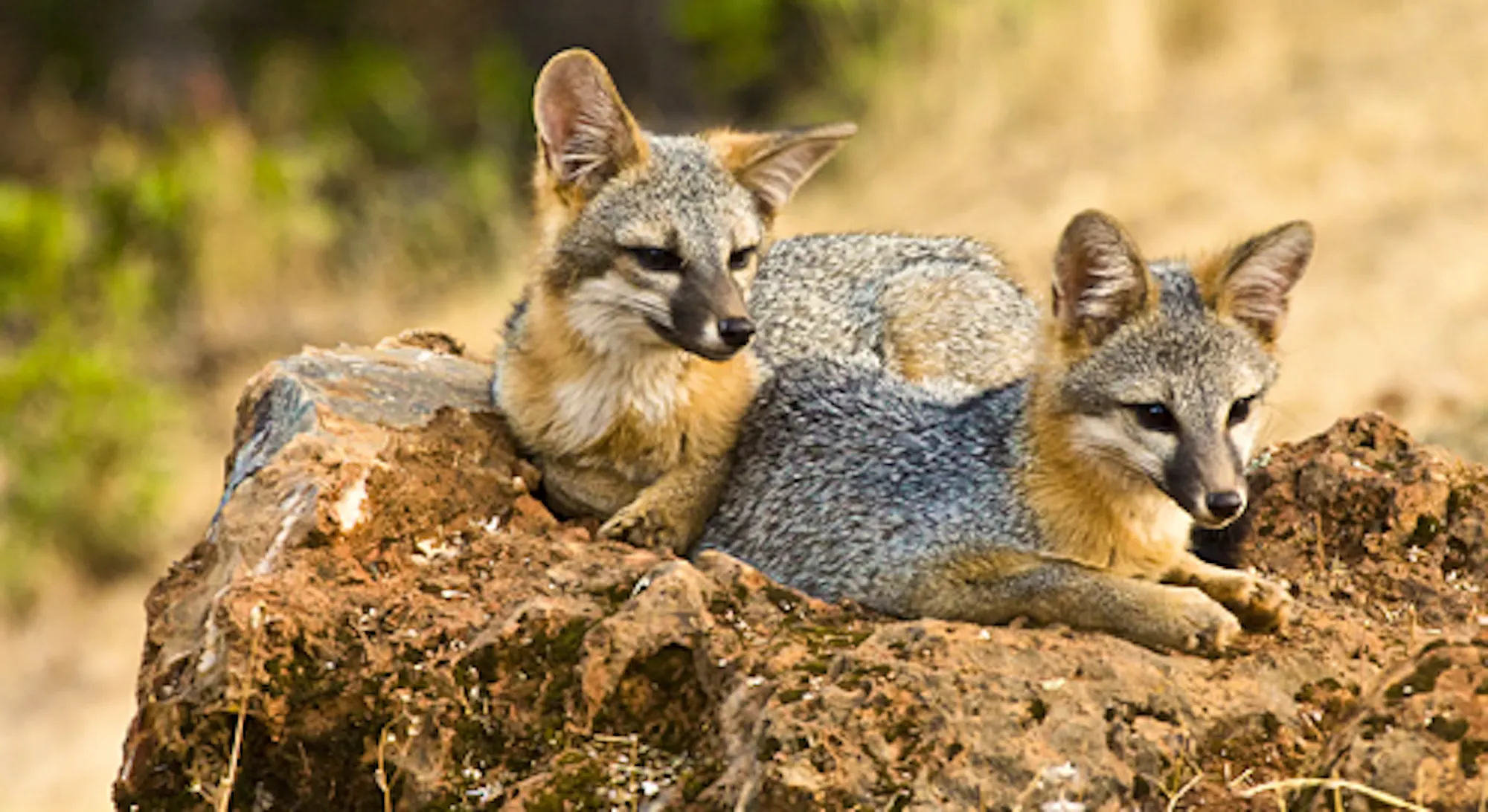 Kin Fox Animal Living with Wildlife | Defenders of Wildlife
