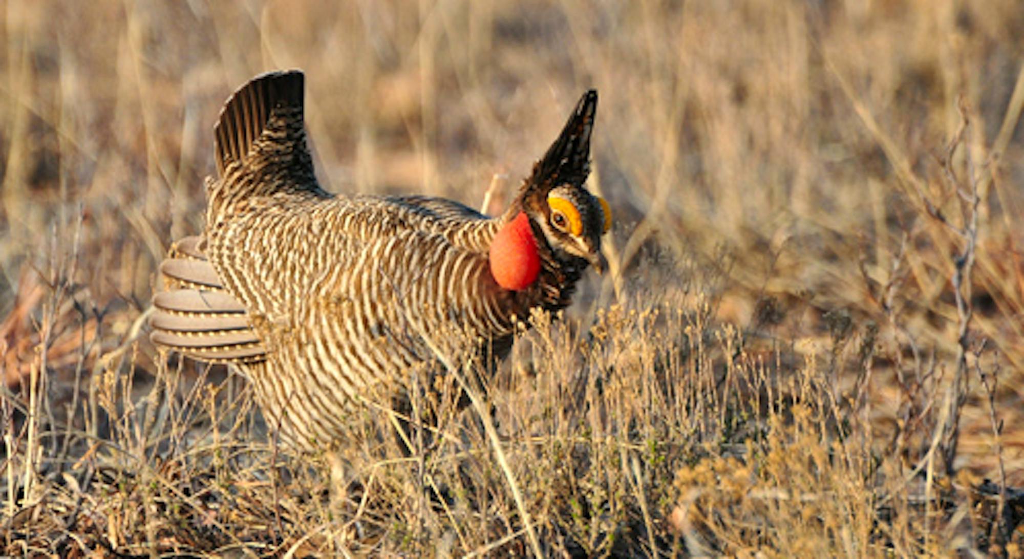 lesser prairie chicken