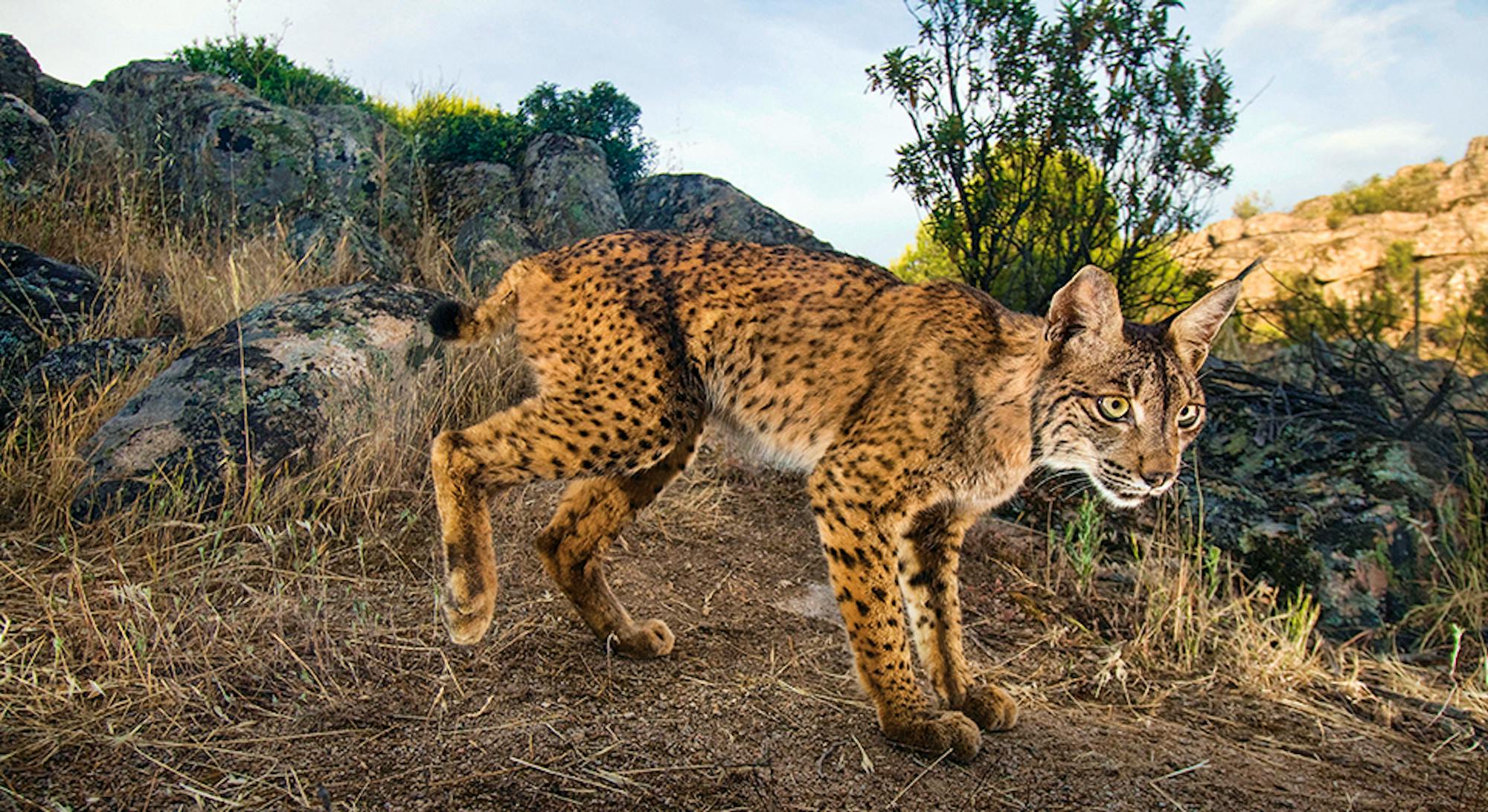 Iberian lynx