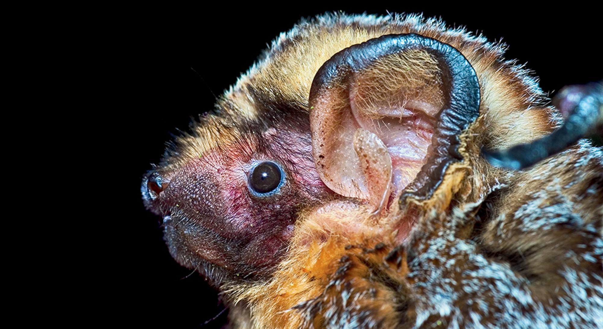 Hoary bat