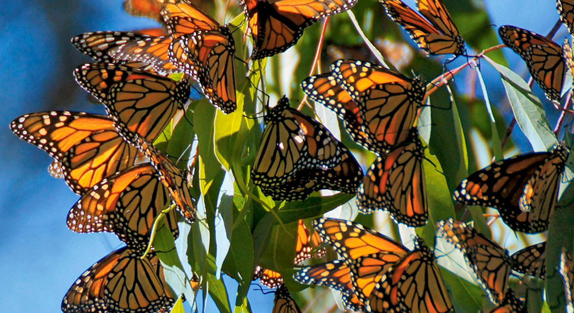 Monarch butterflies