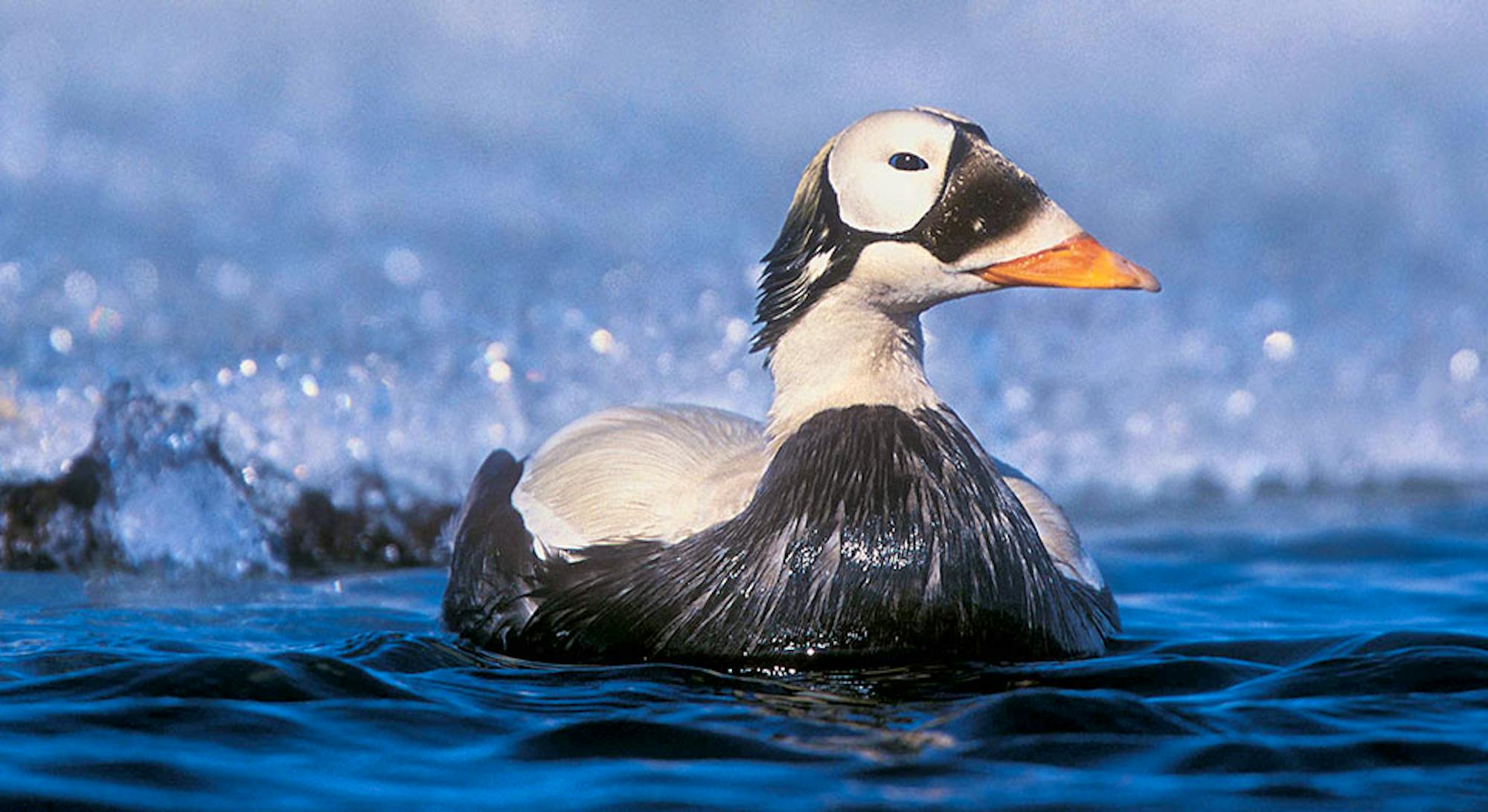 Spectacled Eider