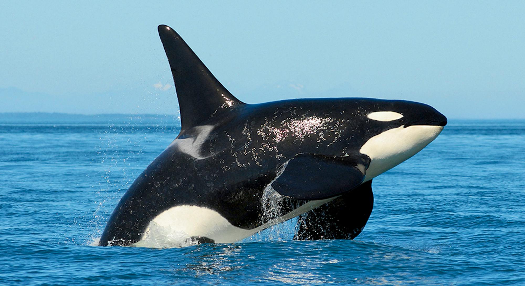 Orca 