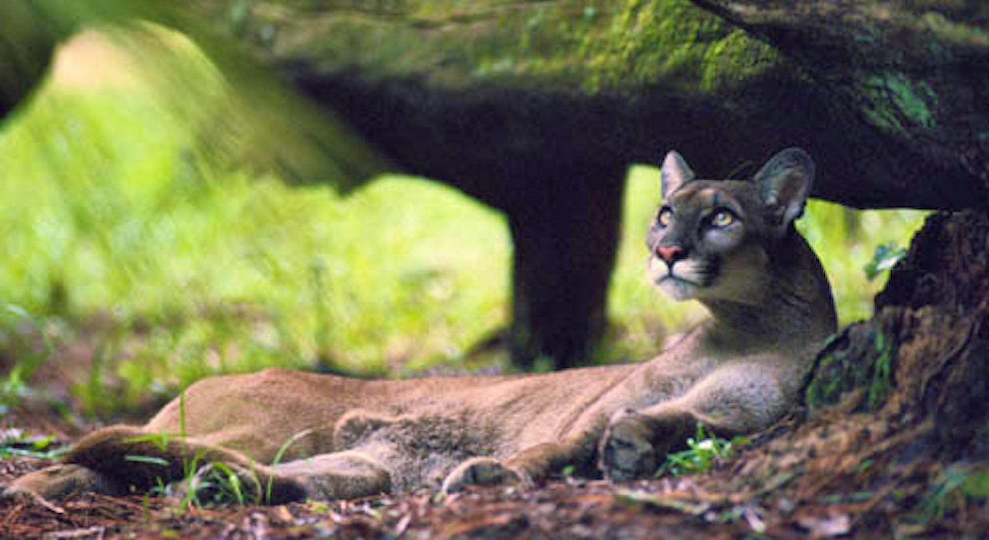 Florida panther (captive)