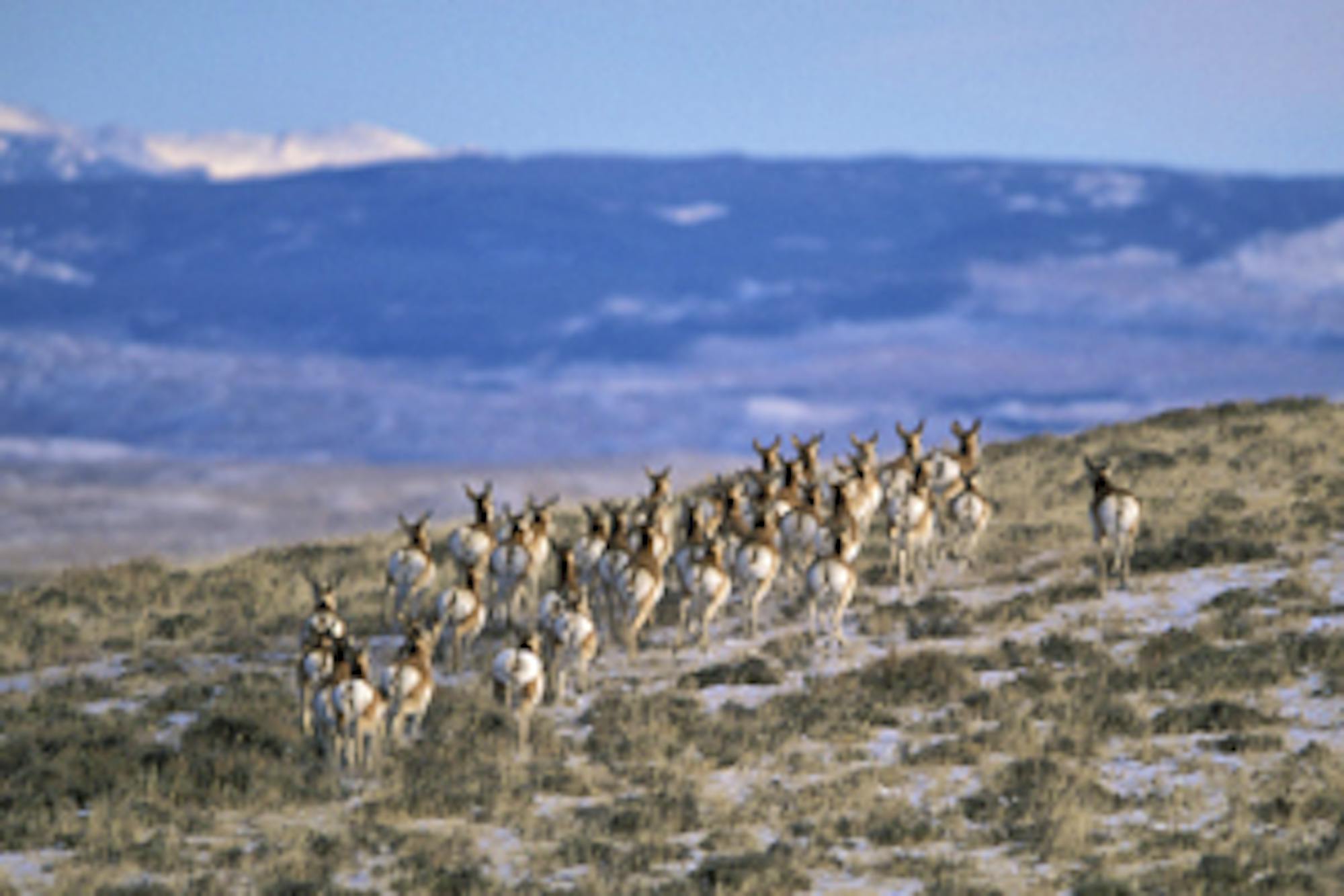 pronghorn