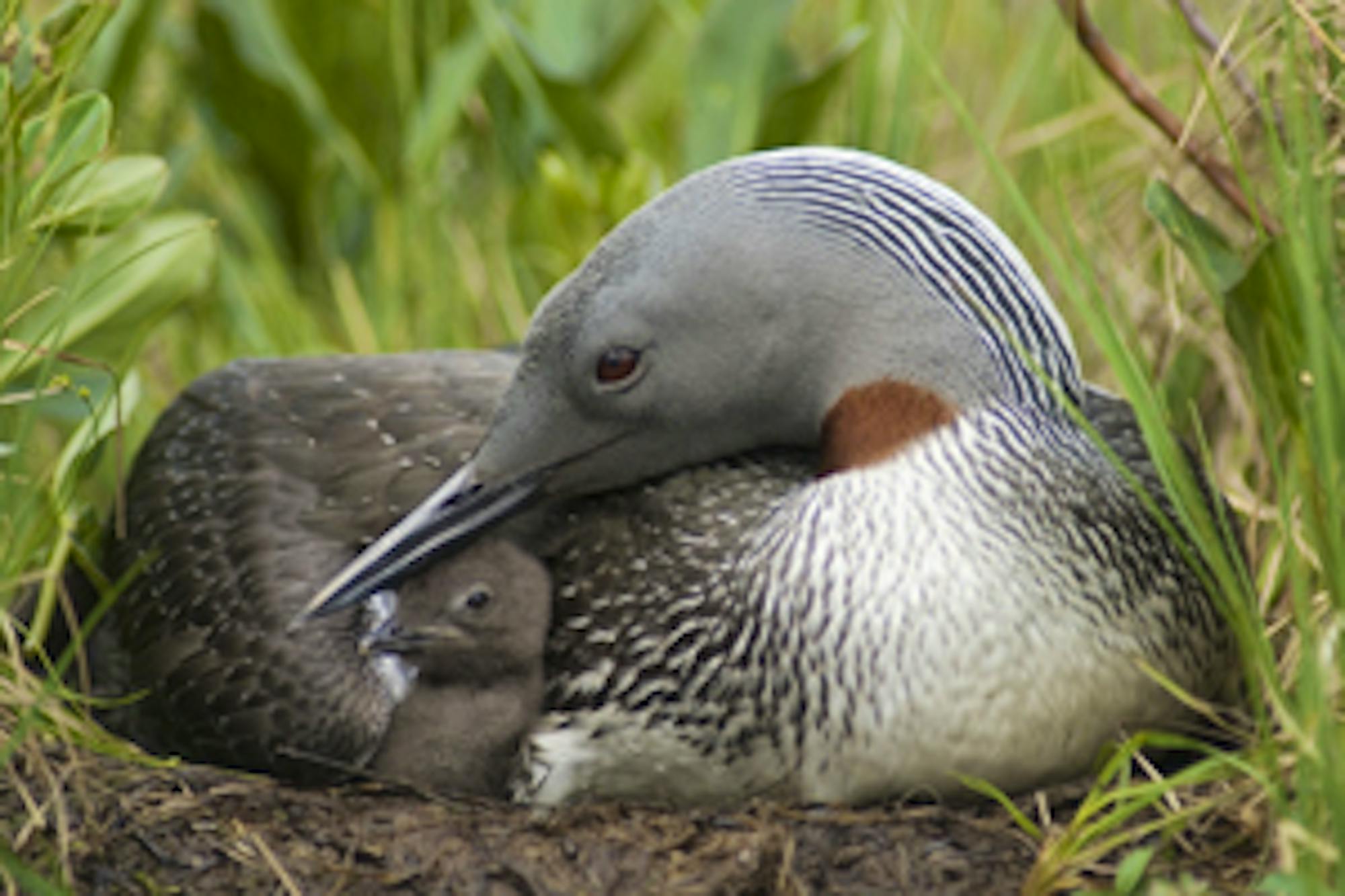 red-throated loon