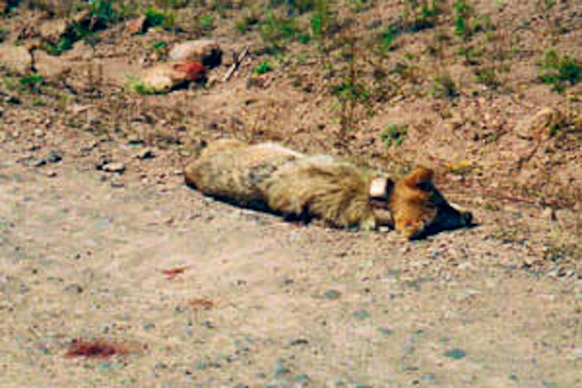 dead mexican wolf