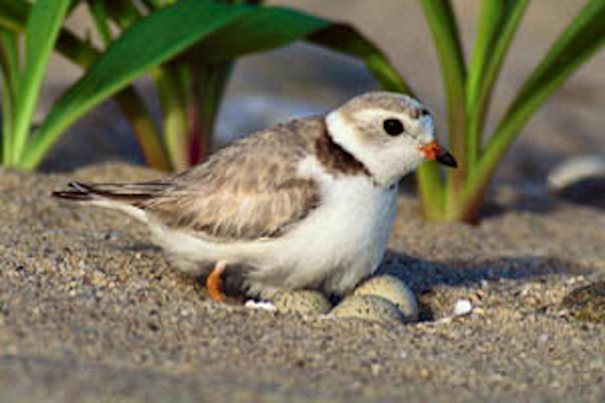 piping plover