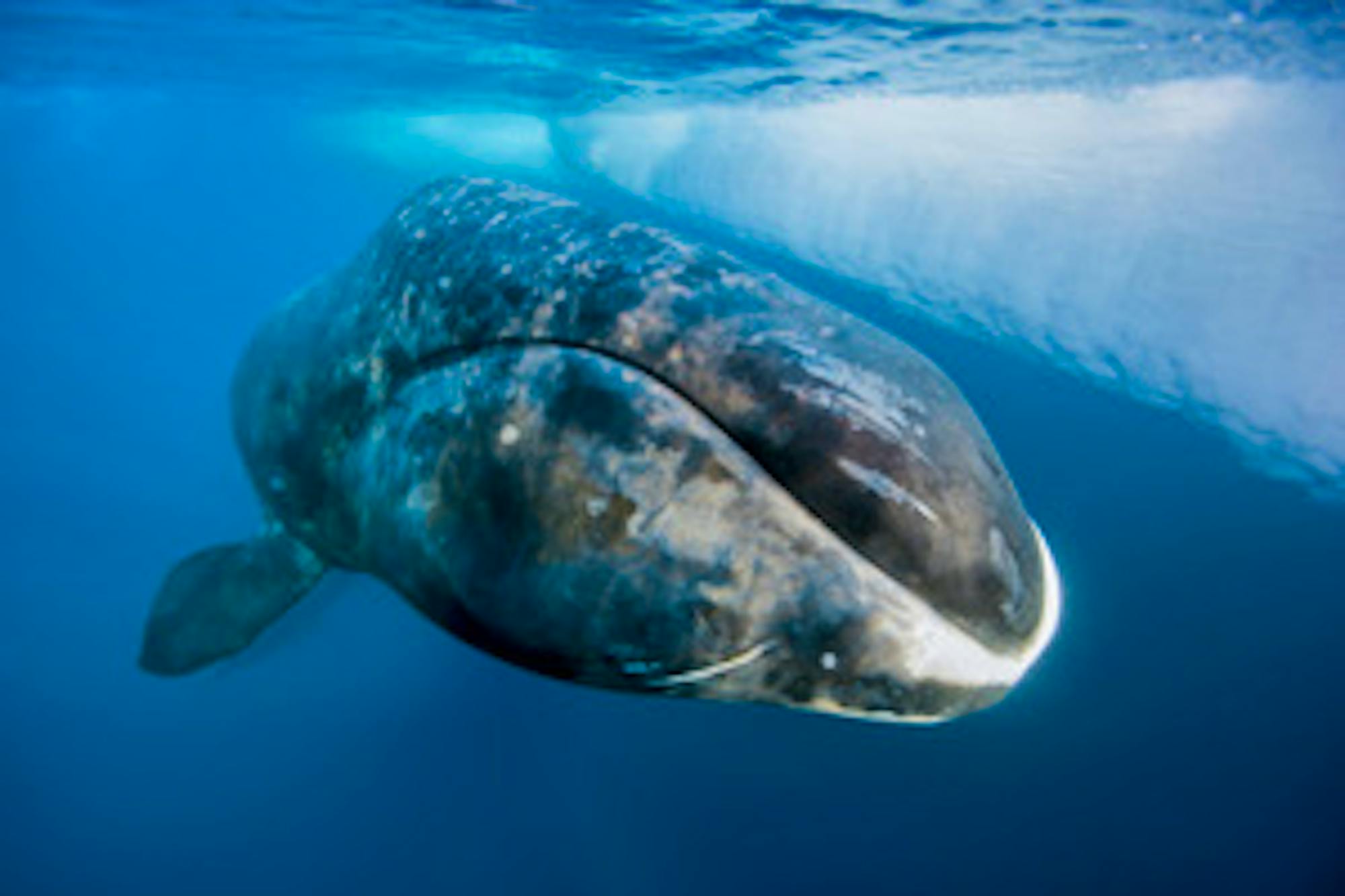 bowhead whale