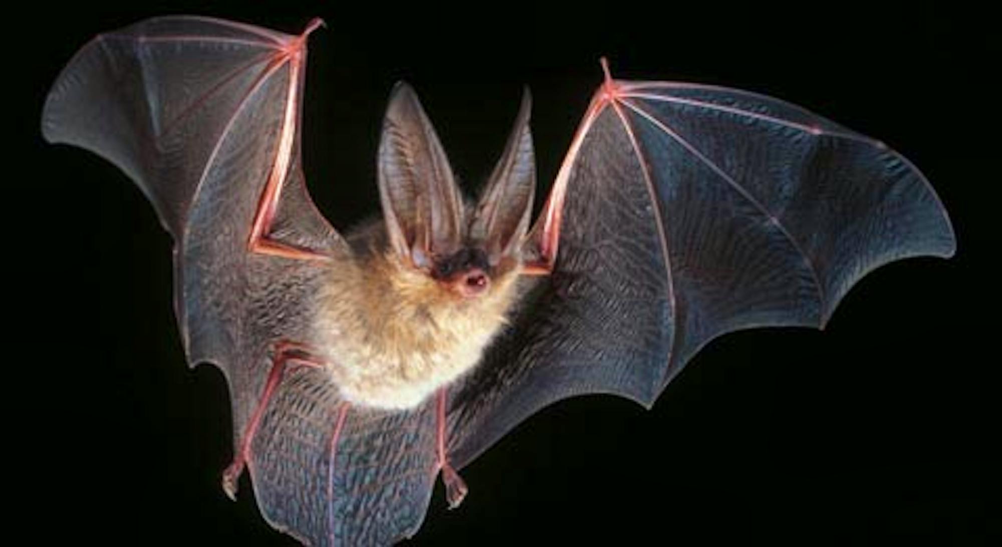 virginia big-eared bat