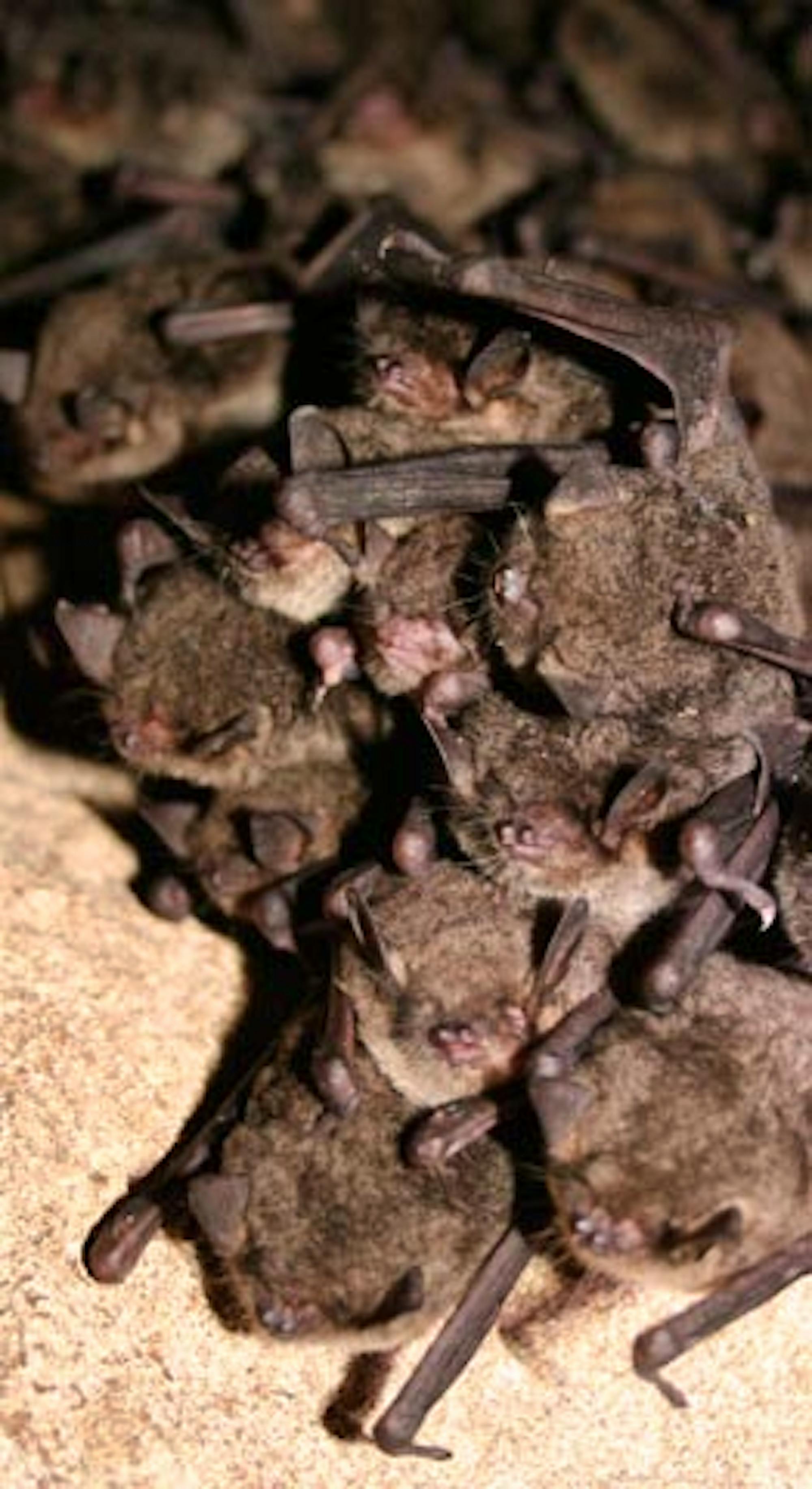 bats