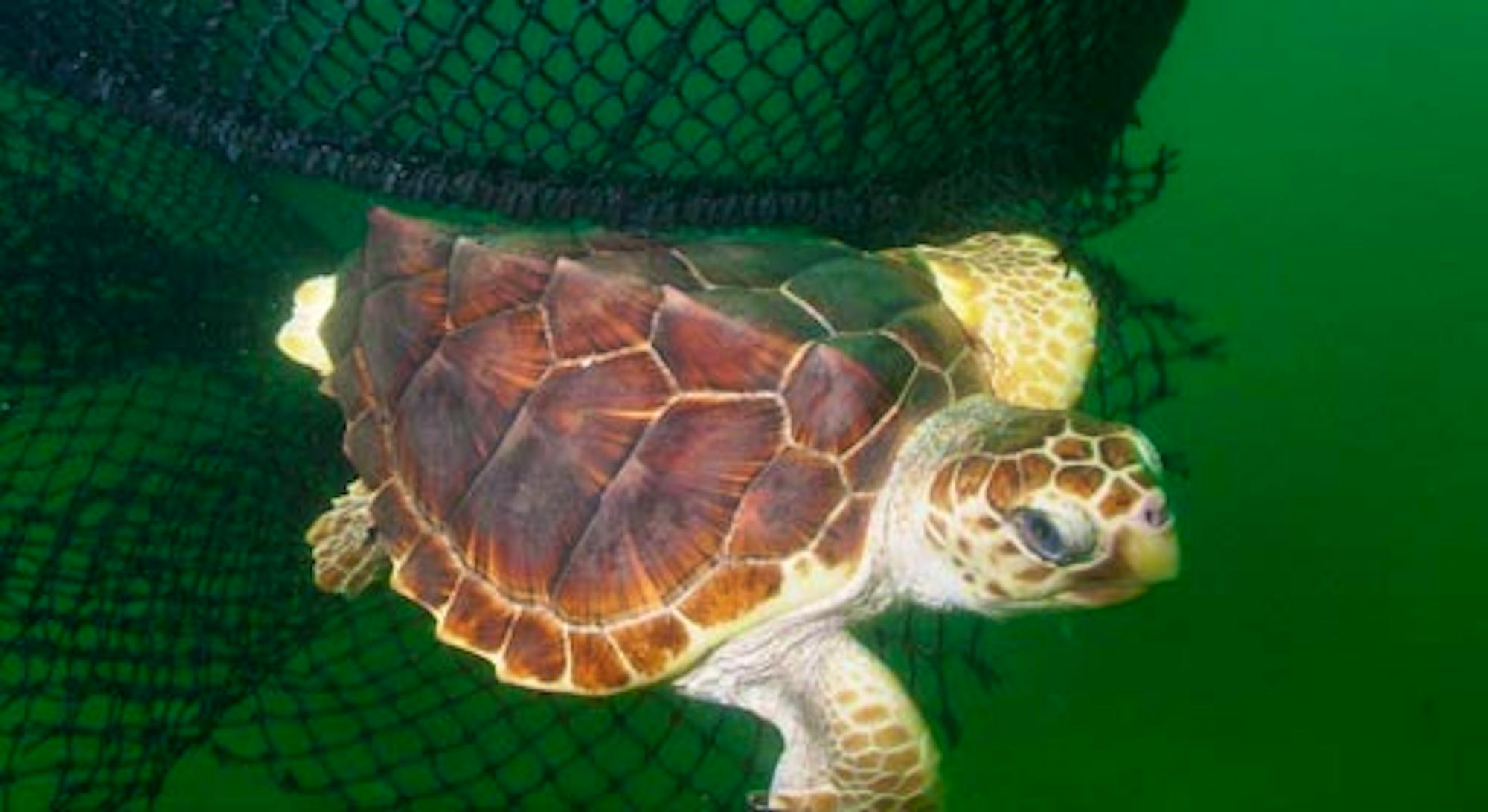 loggerhead