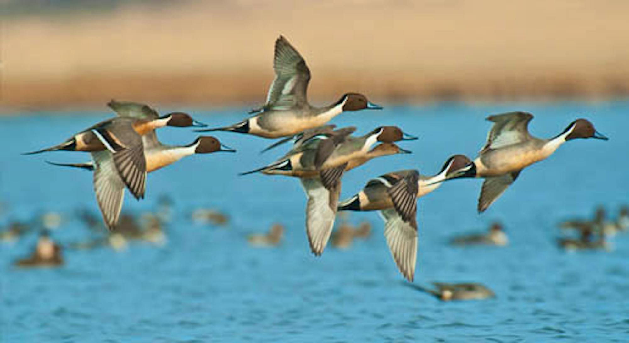 pintail ducks