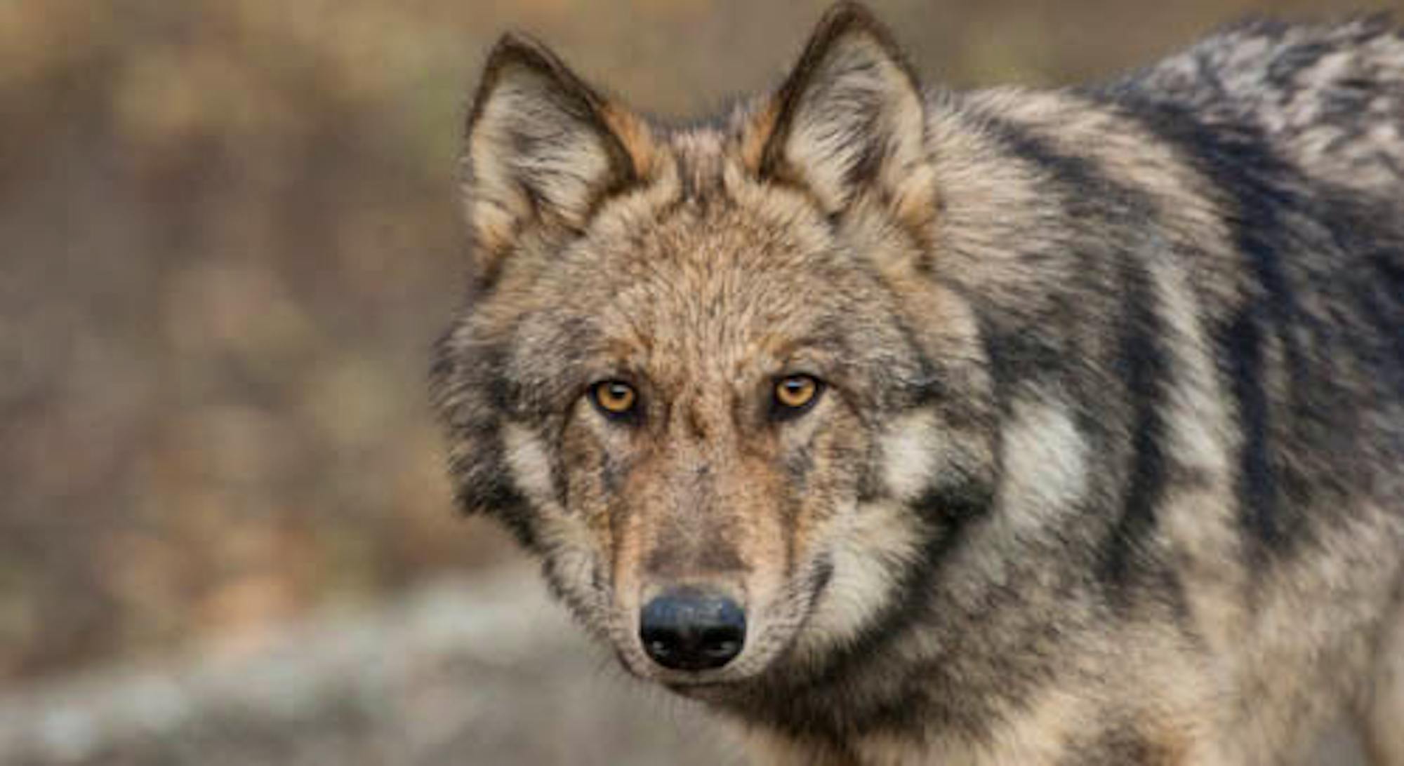 Gray wolf, © Michael Quinton, National Geographic Stock