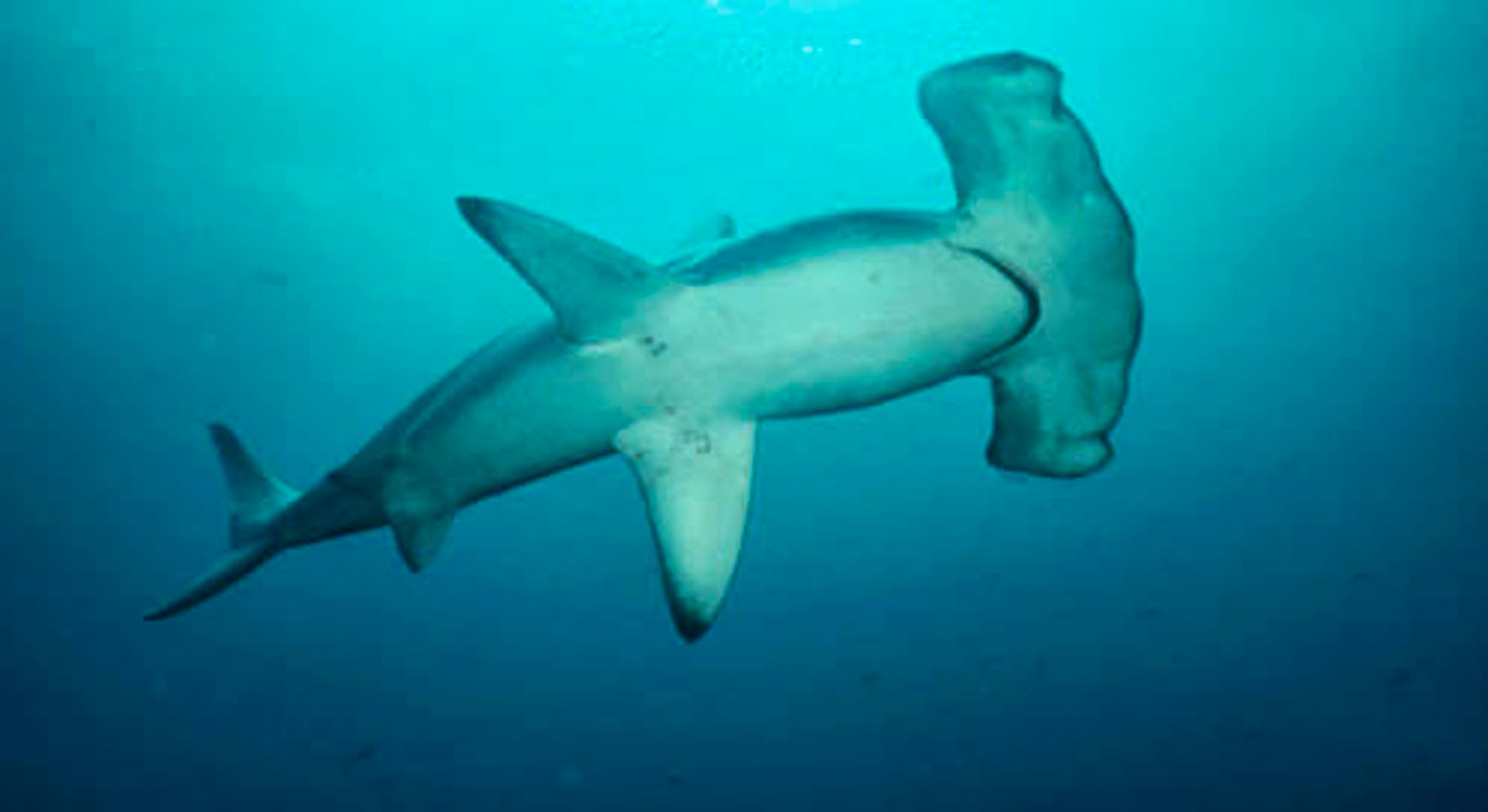 Hammerhead Shark