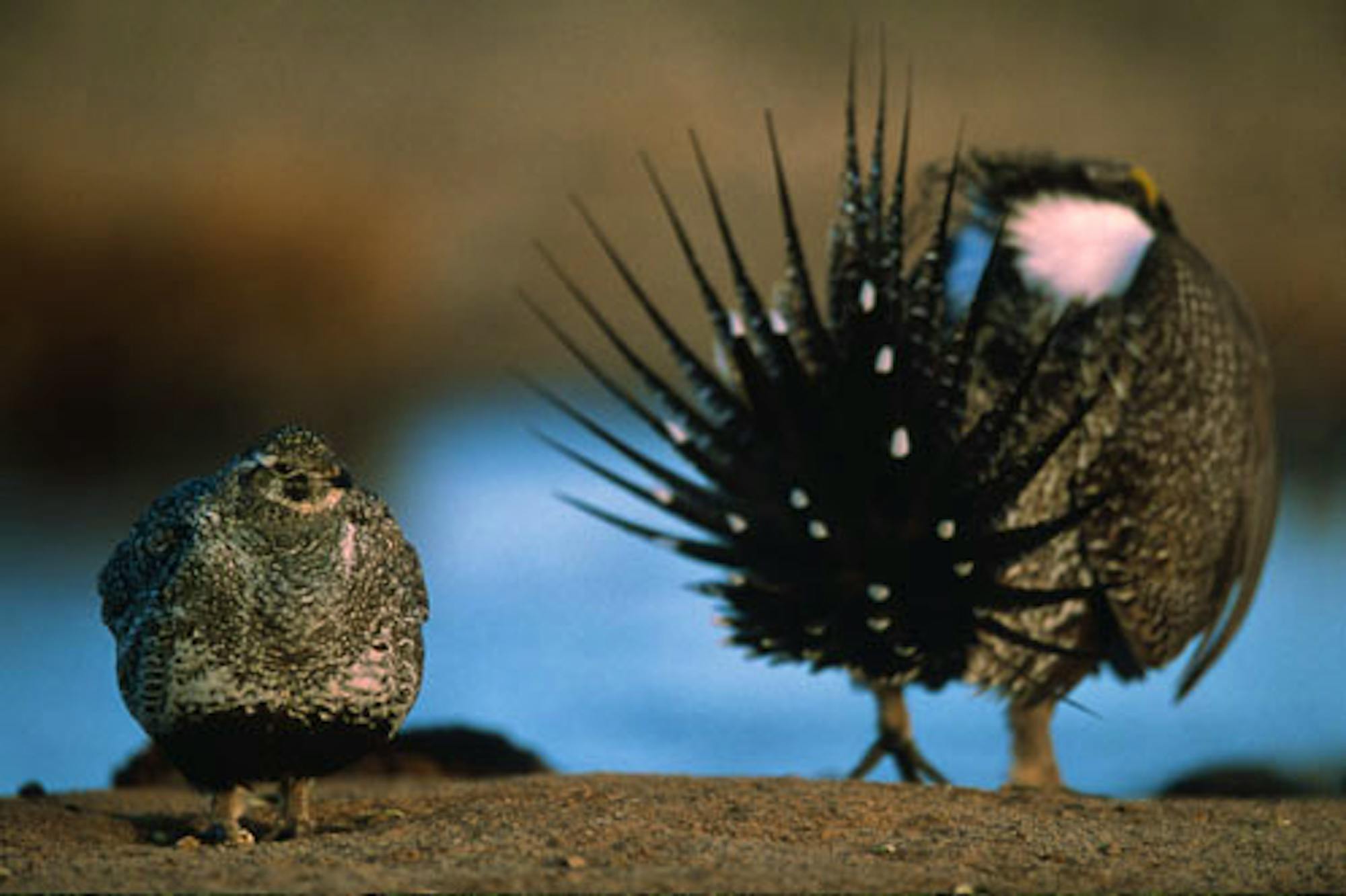 Sage grouse