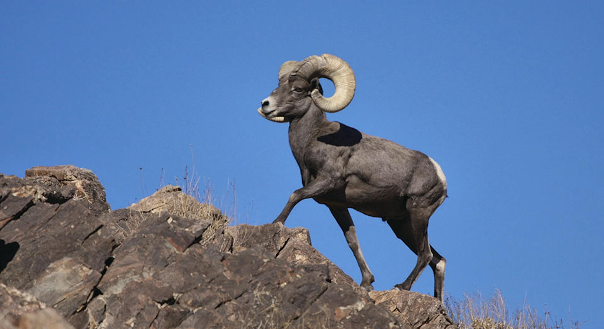 Bighorn Sheep