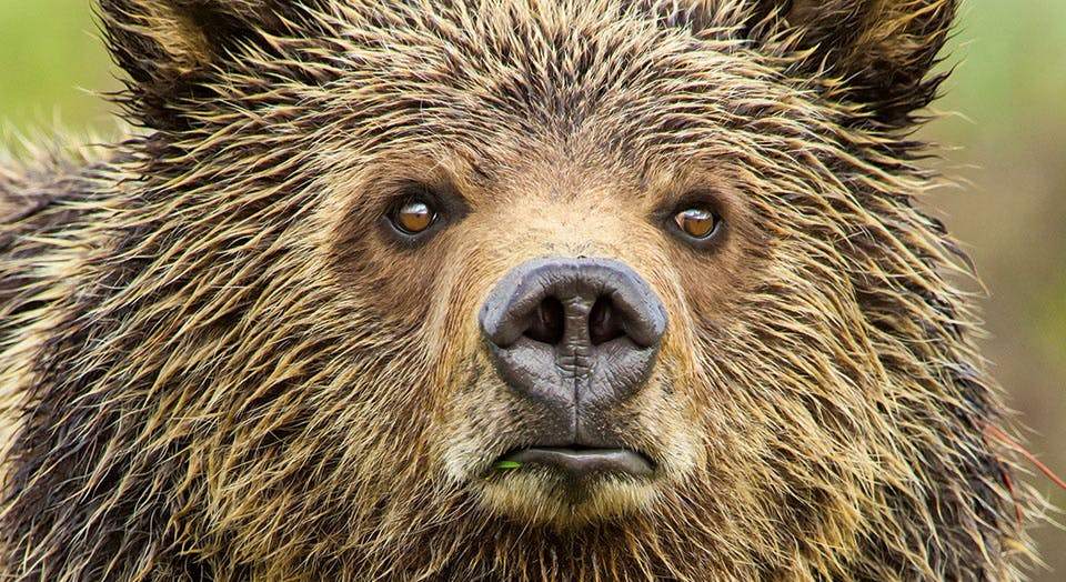 Grizzly Bear