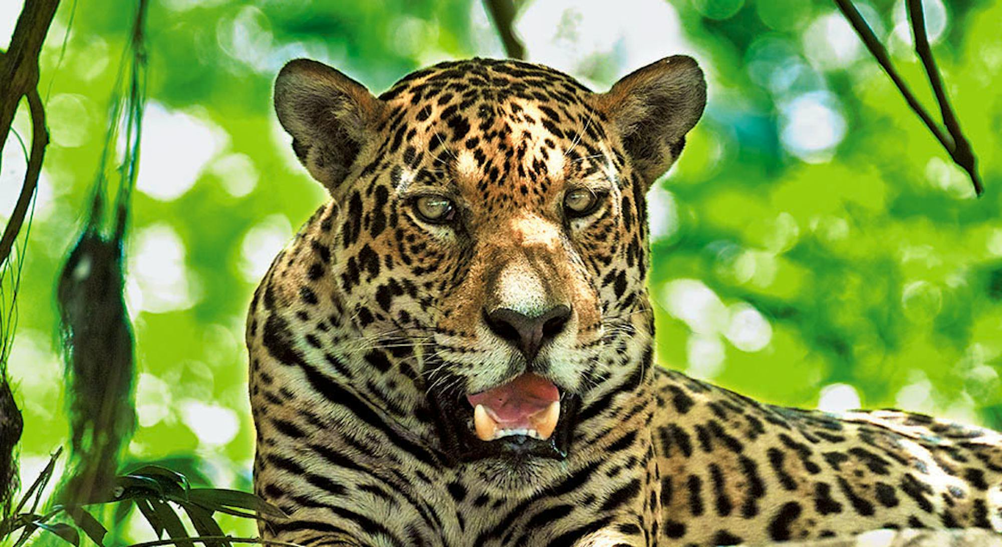 Jaguar