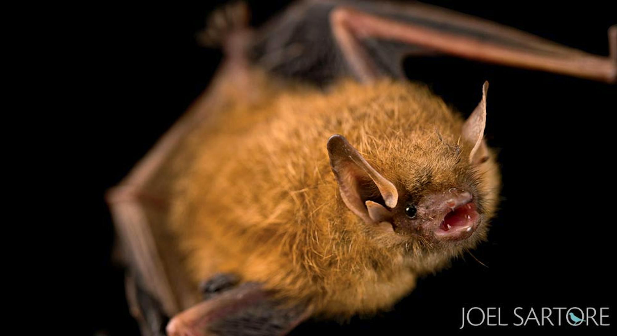 Tricolored bat 