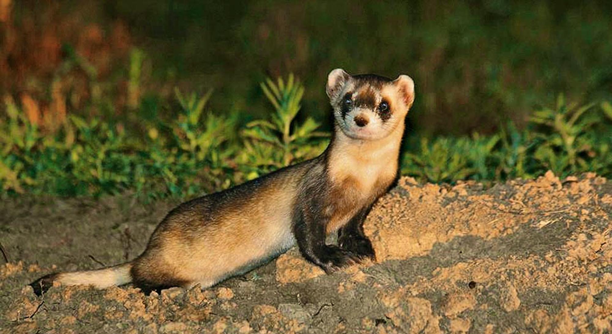 Black-Footed Ferret