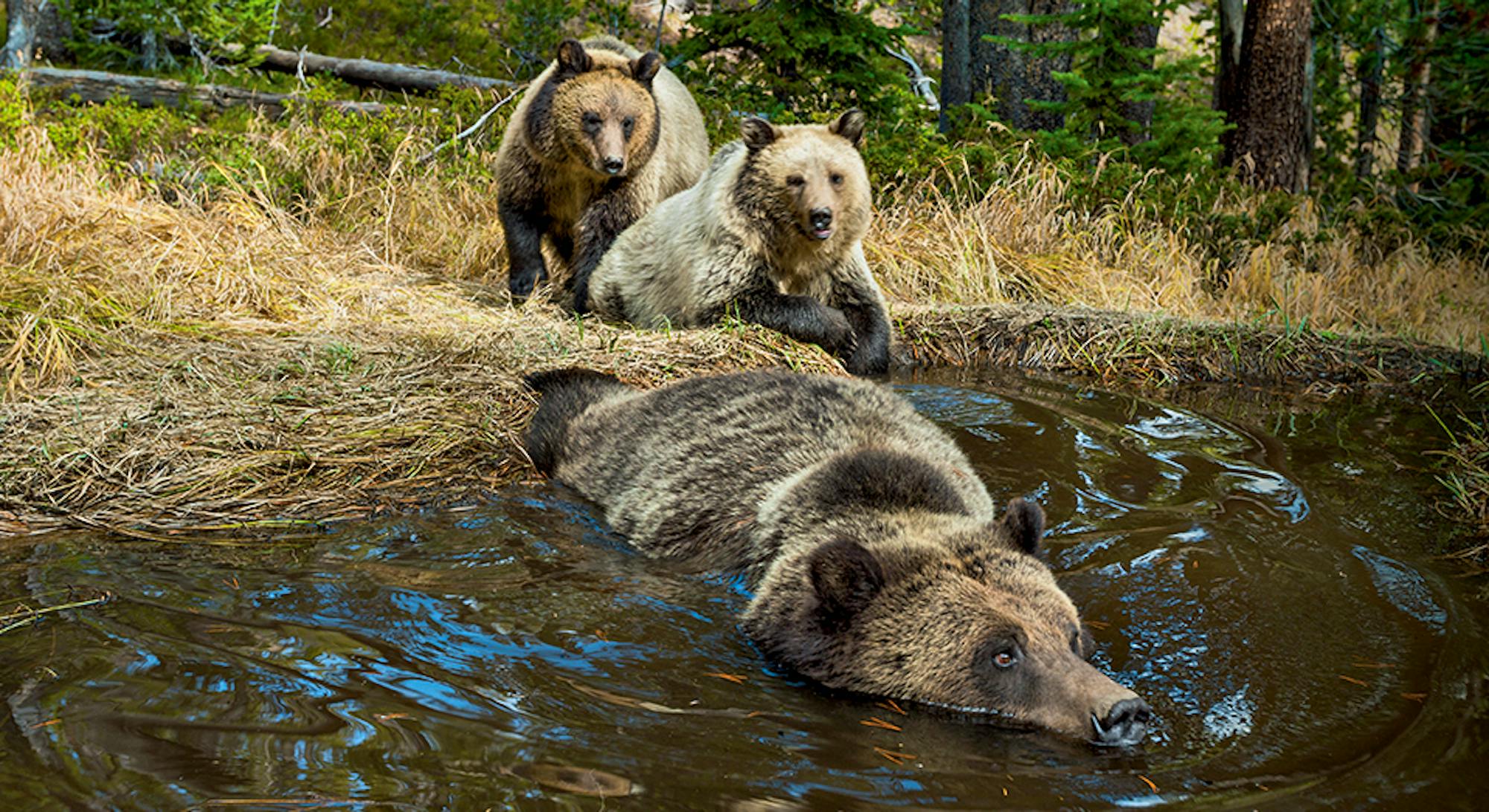 Grizzly Bears