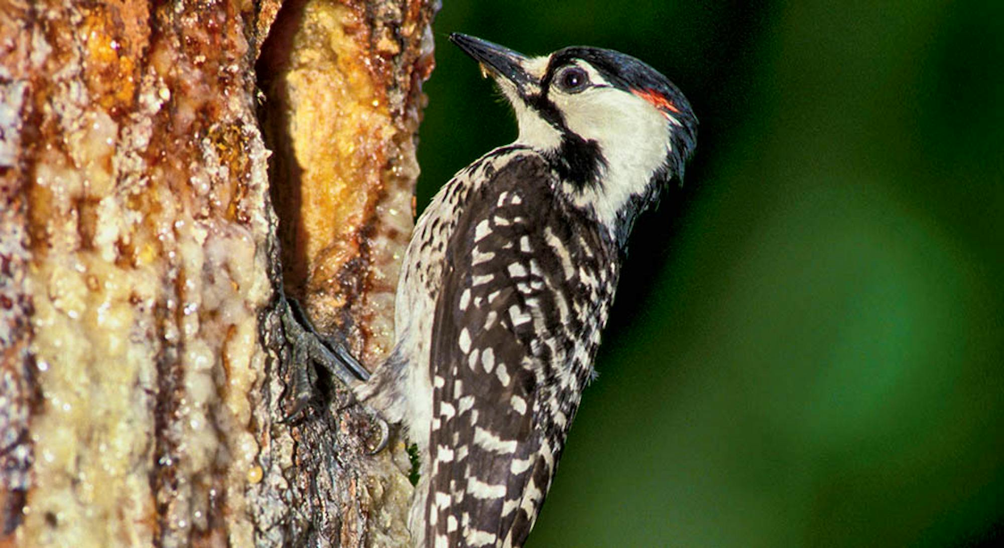 Red Cockaded Woodpecker