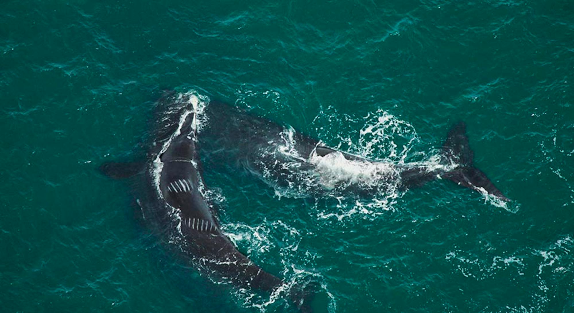 Right Whales