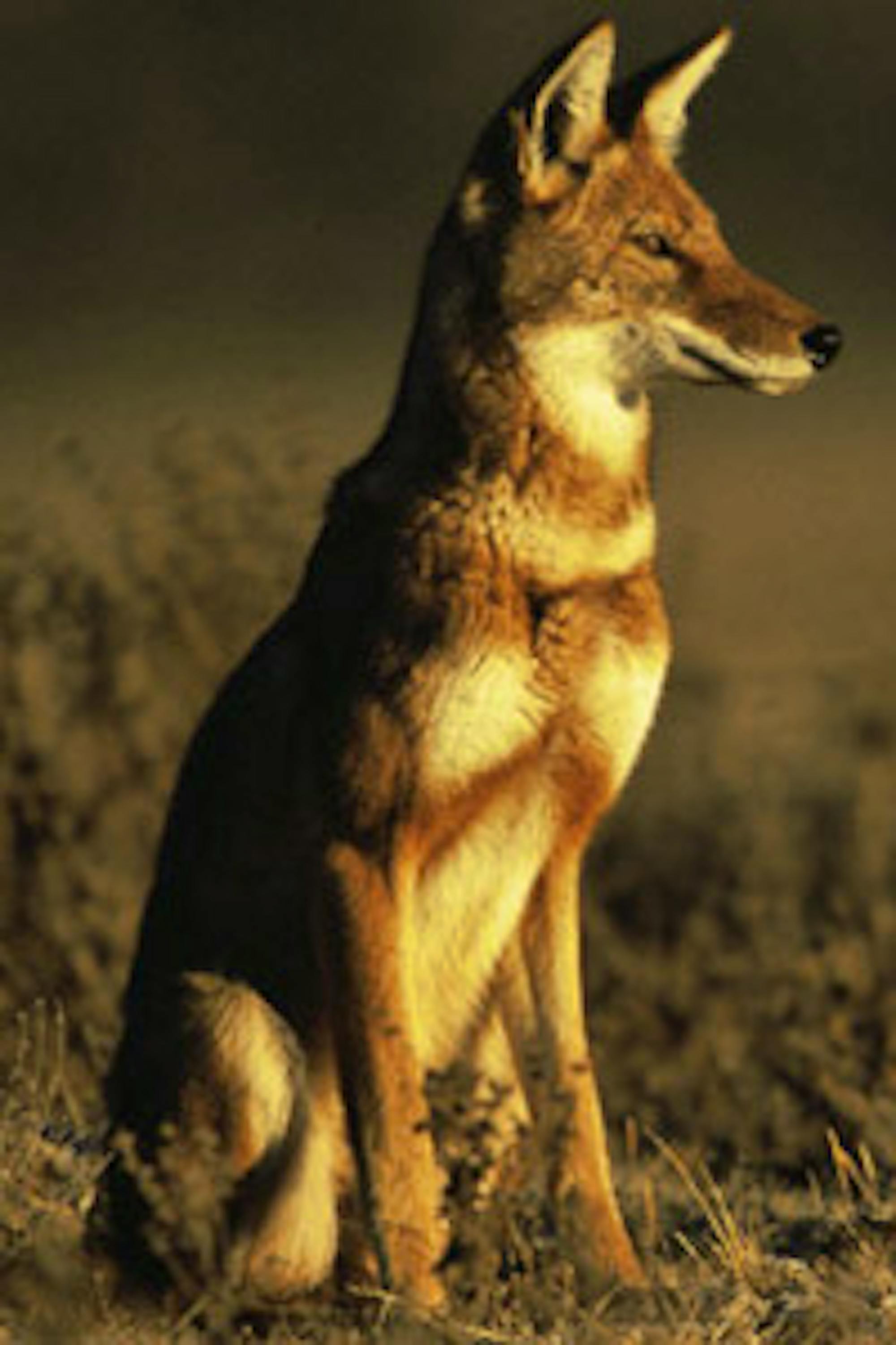 ethiopian wolf