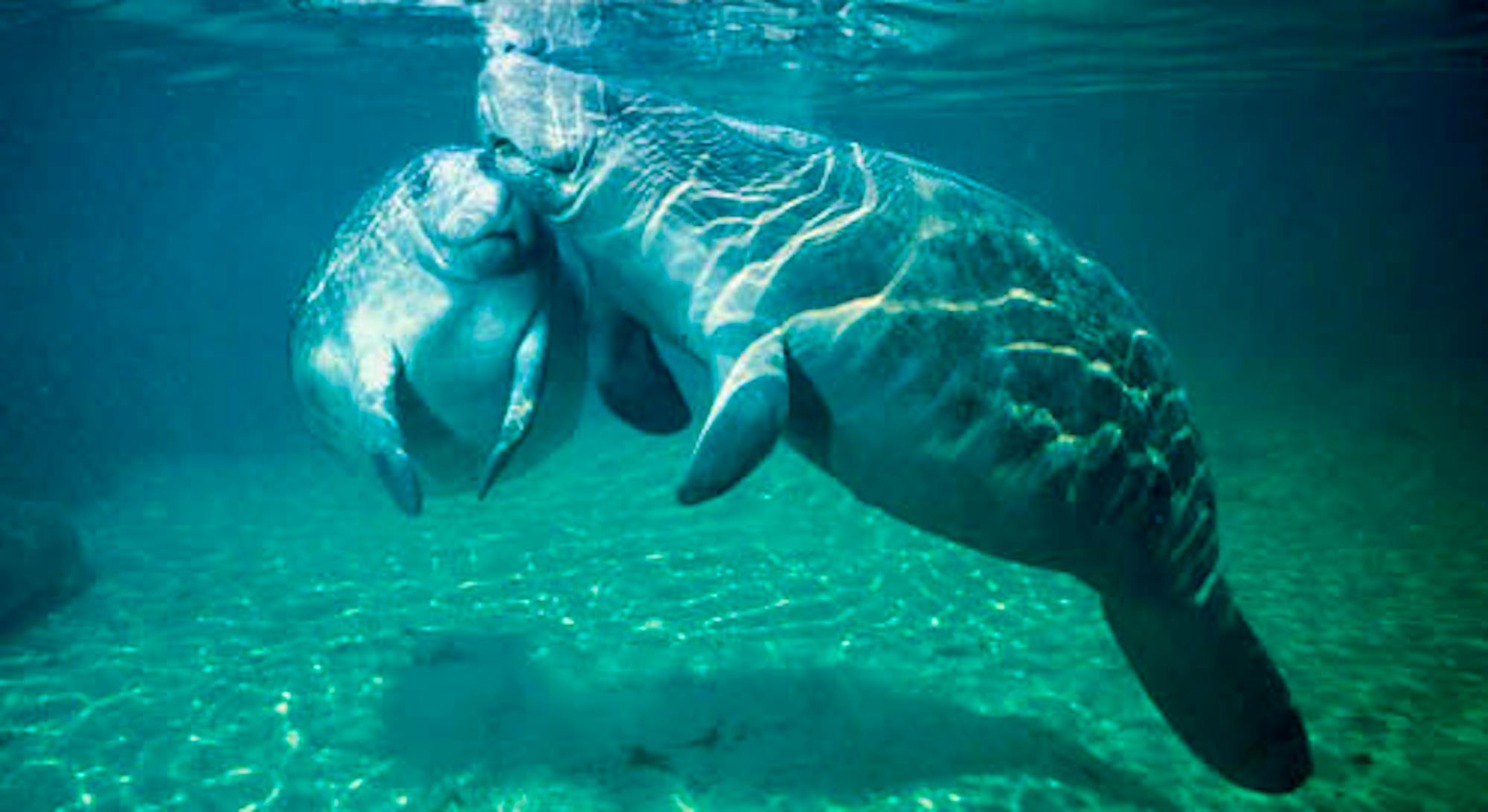 manatee